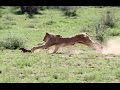 Lioness Catches A Baby Warthog