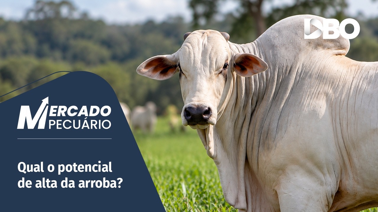 Boi gordo pode surpreender com novas altas nos próximos meses?