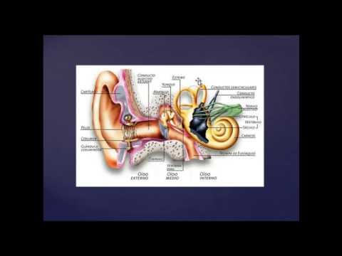 Histologia de oído interno