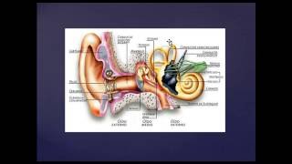 Histologia de oído interno