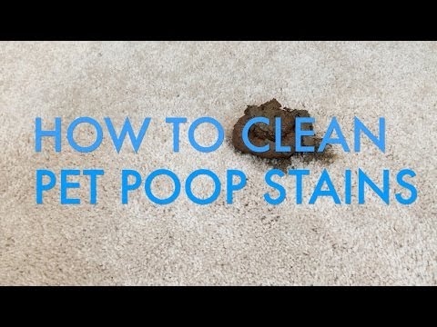 image-How do you clean poop out of carpet? 