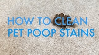 How to Clean Pet Poop Stains from Carpet | Life is Clean