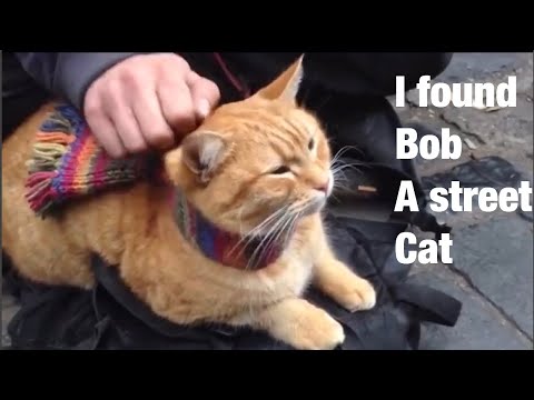 I found new Bob(A street cat) | I am so happy to find Bob