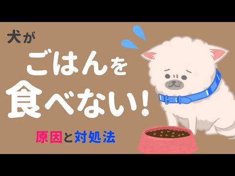 食べ物がないとき、犬に何を与えますか?