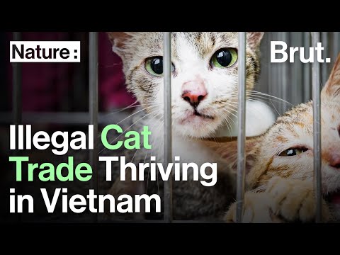 In Vietnam, the Illegal Cat Meat Trade Is Thriving