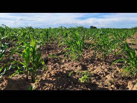 Deu uma chuvinha em Dormentes Pernambuco 20/04/2026.