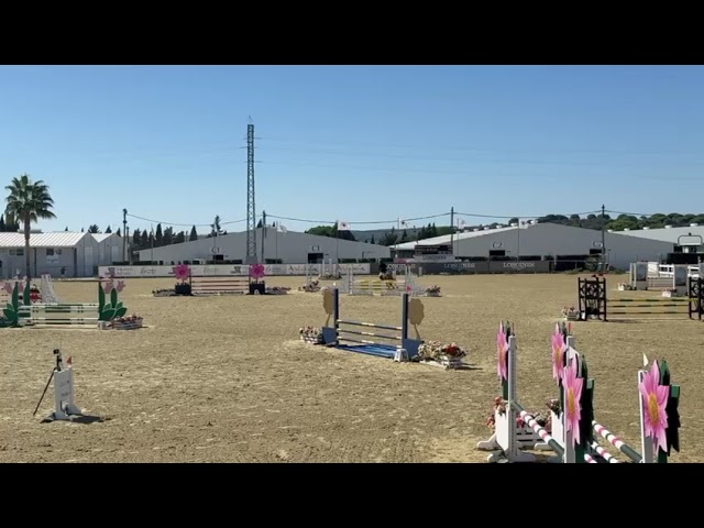 Poni C Douanier Du Buhot