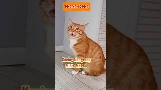 Download lagu Suara kucing minta makan, #kucingmintamakan #shorts mp3 Download lagu Suara kucing minta makan, #kucingmintamakan #shorts mp3