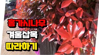홍가시나무 삽목, 반드시 이걸 넣어주세요.
