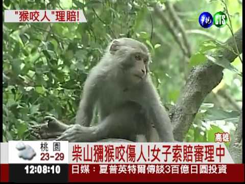 全台第一例! 獼猴咬傷人理賠8千