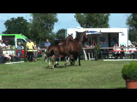Sudweyher Fohlenschau 2012 - Kat.-Nr. 01
