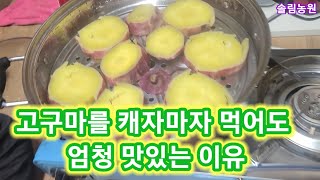 고구마를 캐자마자  먹어도 엄청 맛있는 이유는? 고구마 재배방법,키우기,농사,농부,,전원일기,텃밭,주말농장