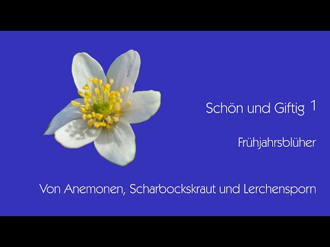 Schön und giftig!  1 Von Anemonen, Scharbockskraut und Lerchensporn