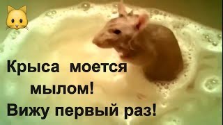 Крыса и Нутрия Моются тщательно . Чистюли. Животный прикол