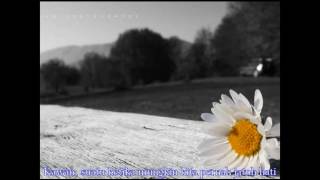 Maydani -  jangan jatuh cinta tapi bangun cinta + lirik