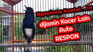 Download lagu Kacer ngeplong santai ampuh bikin kacer lain auto nyaut, dijamin langsung respon mp3 Download lagu Kacer ngeplong santai ampuh bikin kacer lain auto nyaut, dijamin langsung respon mp3
