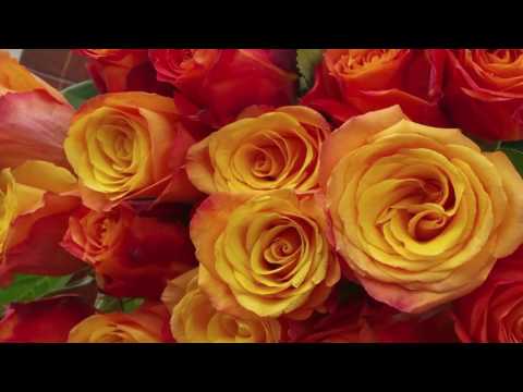 Ken Wilbard - St Valentine