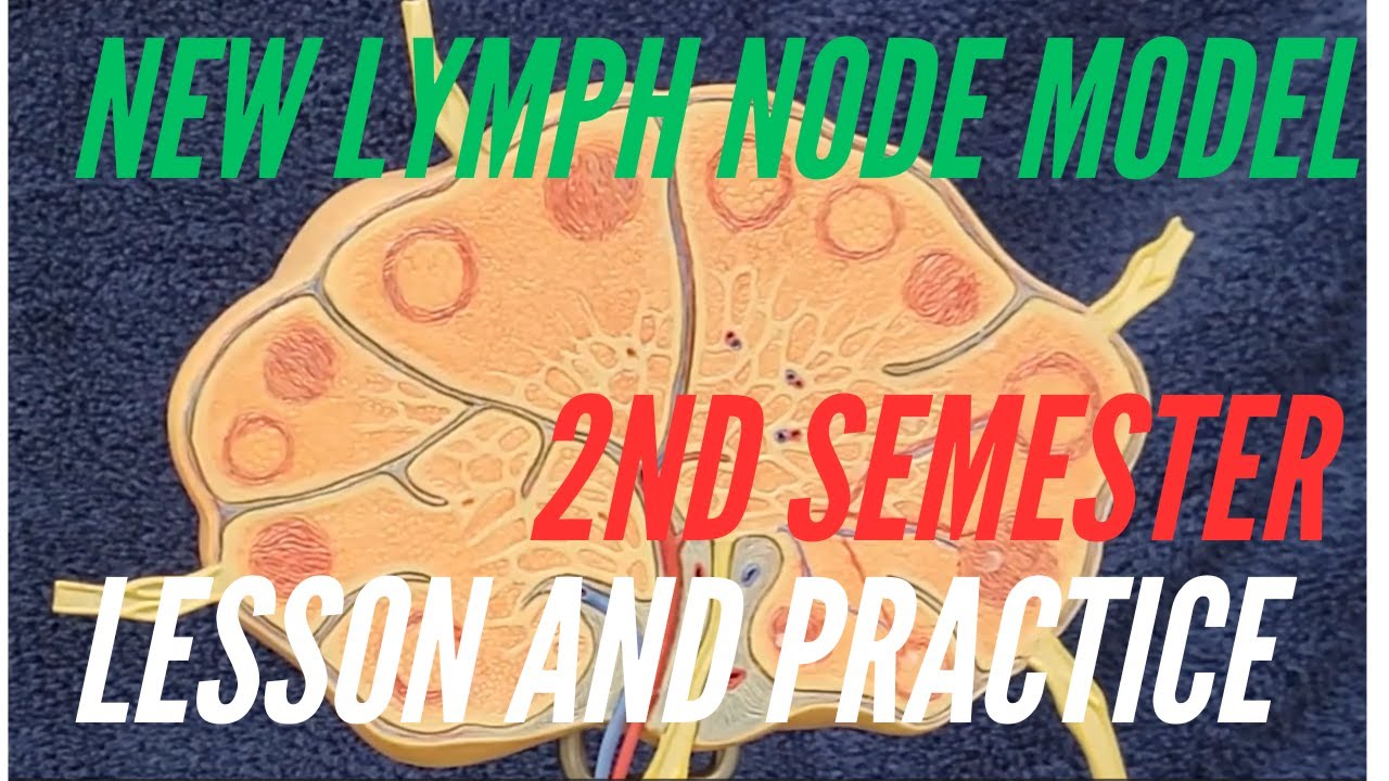 A New Lymph Node Model For 2nd Semester:  Lesson and Practice