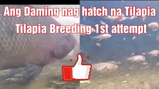 Tilapia breeding update