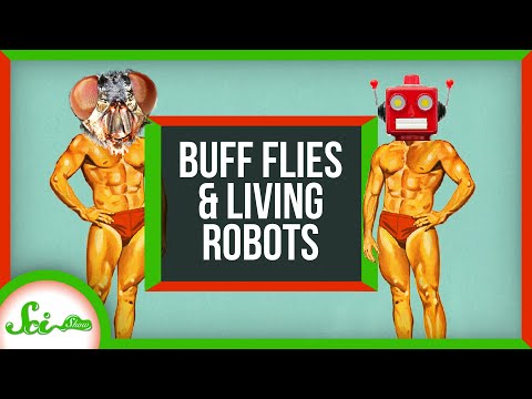 How to Get Buff Without Exercise (If You’re a Fly) | SciShow News