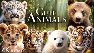 Cute Animals 4k - Adorable Moments of Baby Animals Around the World | Scenic Relaxation Film