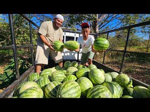 Don jose cargando sandias de calidad 