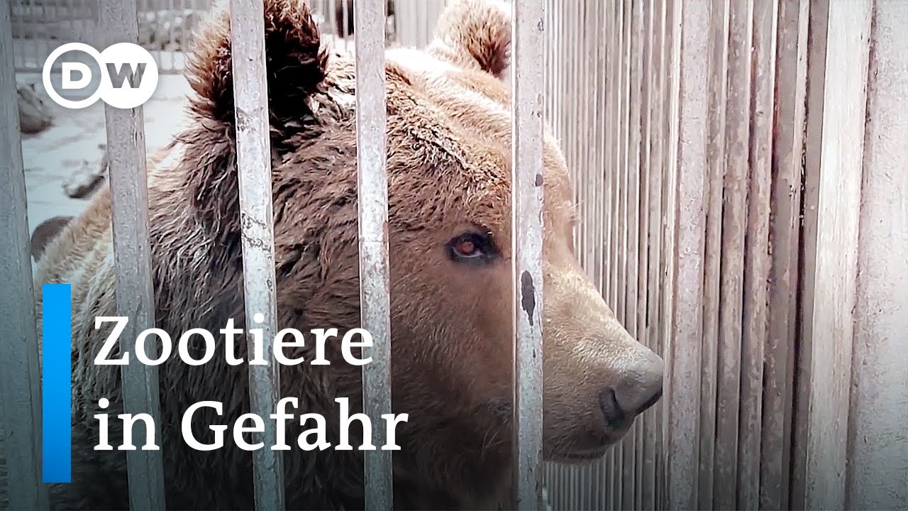 Mariupol: Zootiere mitten im Krieg | DW Nachrichten