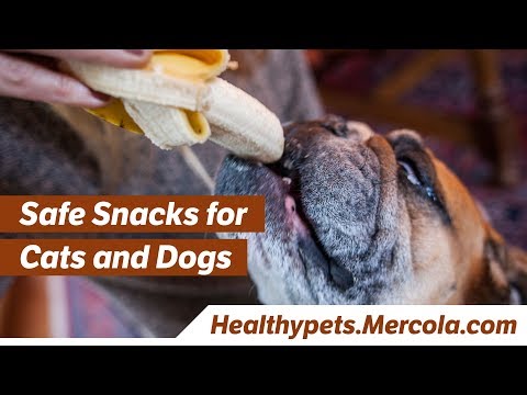 Safe Snacks for Cats and Dogs