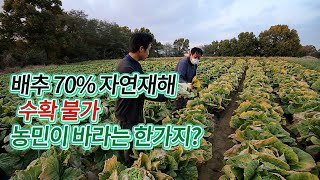 김장배추 무름병에 속타는 농부들  김장배추 가격이