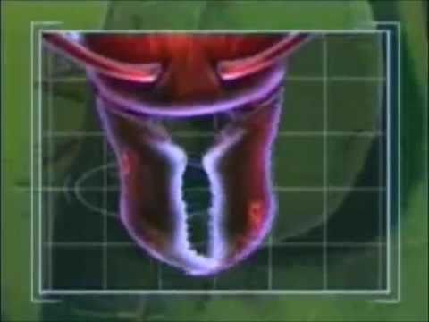 Mrekullia e Allahit - Te Milingonat P2