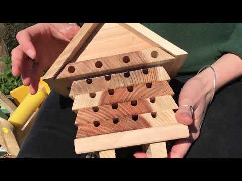 Our guide to solitary bees