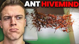 How Do Ants Survive Natural Disasters?