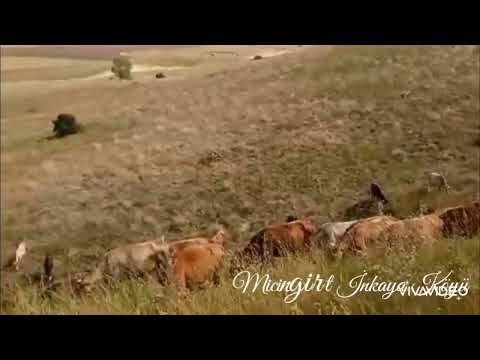 Anlatayım Derdimi & AŞIK BEYZADE ASLAN