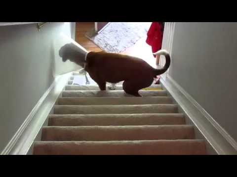 comment monter escalier avec bequilles