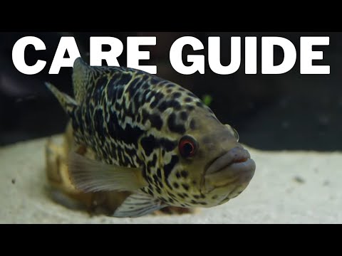 My Most Aggressive Fish - Jaguar Cichlid Care - Parachromis Managuensis