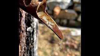 Fresh maple seltzer water!