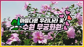 [#온택트숲여행] 아름다운 우리나라 꽃, 수원 무궁화원
