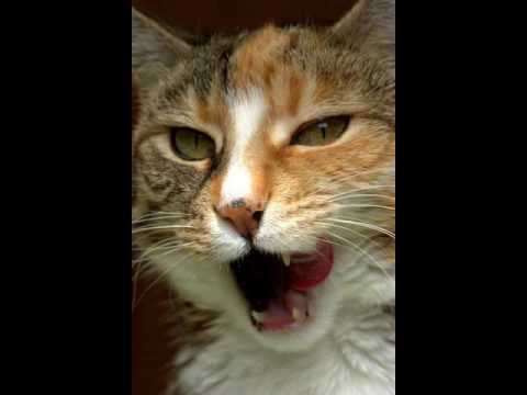 Random pics of the girls