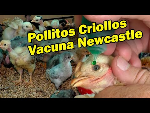 , title : 'POLLITOS CRIOLLOS NEW CASTLE VACUNA MANEJO AVIAR'