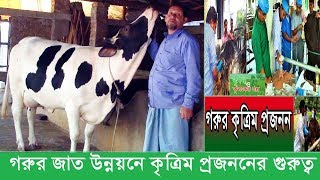 গাভীর কৃত্রিম প্রজনন পদ্ধতির সুফল -