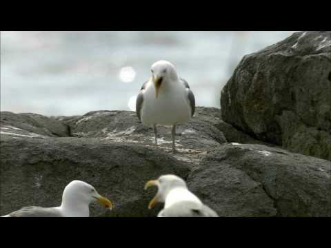 How Nature Works: Gull Territoriality