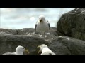 How Nature Works Gull Territoriality