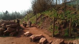 preview picture of video 'South Lakes: Wild Animal Park'