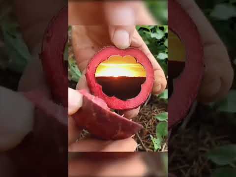 GAMELEIRA GOIÁS 2025.