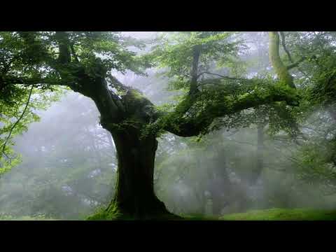 Akhlaqul Karimah Live Stream