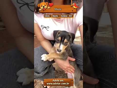 Vídeo de filhote 