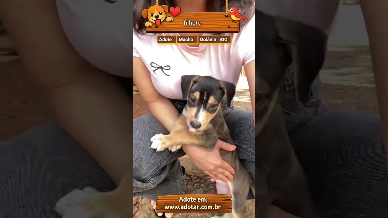 Cachorro raça SRD-ViraLata idade 2 a 6 meses nome filhote 