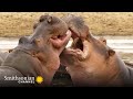 The Beach Master Hippo Battles His Hungry Hungry Rival Tales From Zambia Smithsonian Channel