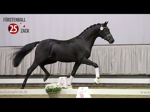 Westf. Hauptkörung Reitpferdehengste 2020: 25 Fürstenball - Zack - Sandro Hit
