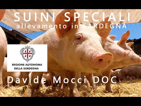 , title : 'ALLEVAMENTO DEL SUINO IN SARDEGNA  un documentario di Davide Mocci - suinicoltura in biosicurezza'